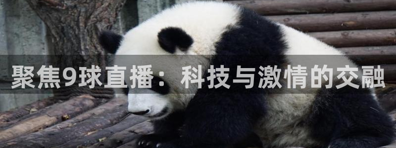 搜球体育直播app：聚焦9球直播：科技与激情的交融